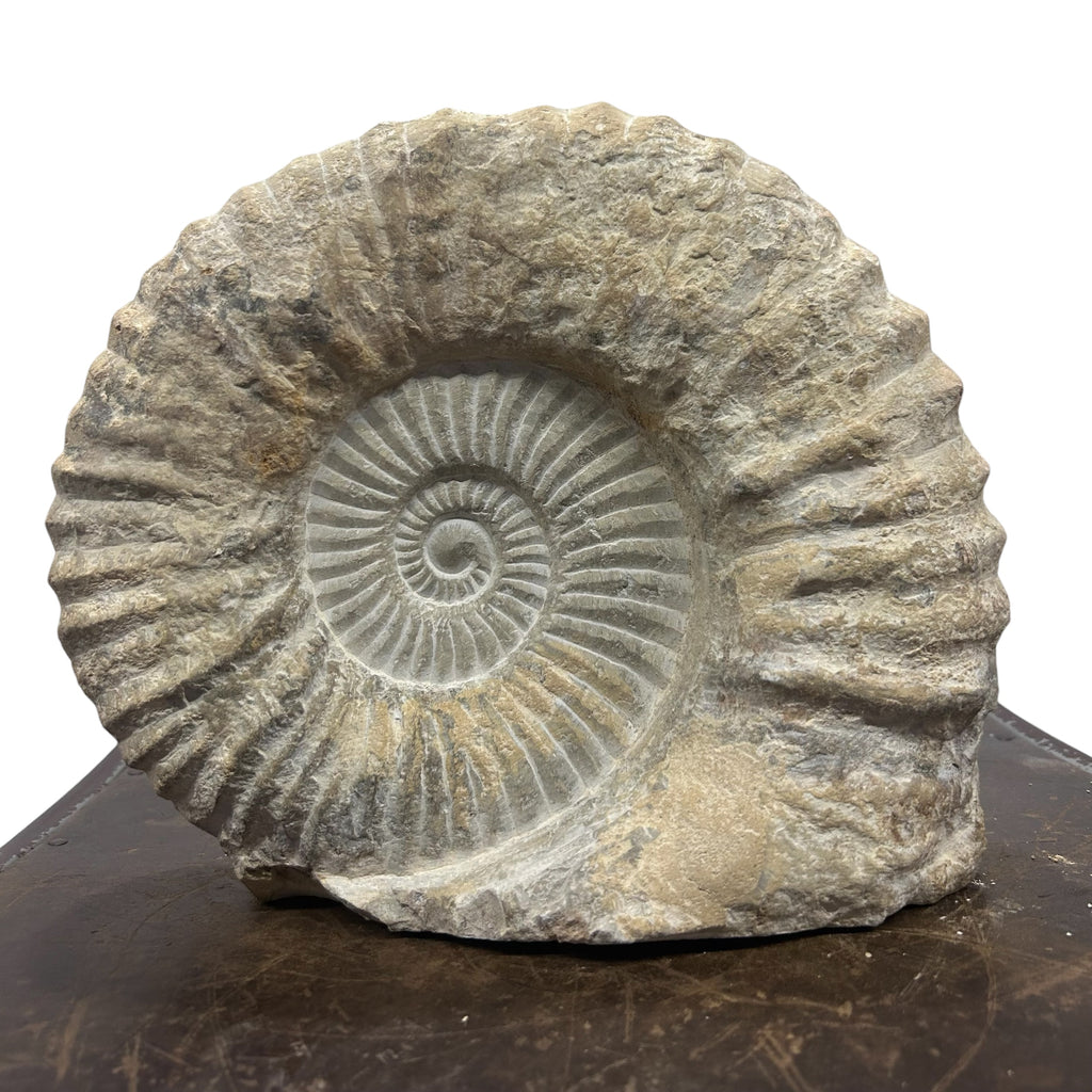 Huge Real Fossilized Authentic Ammonite Cut Base 9.5” 16.54 lbs | Home or Office Décor