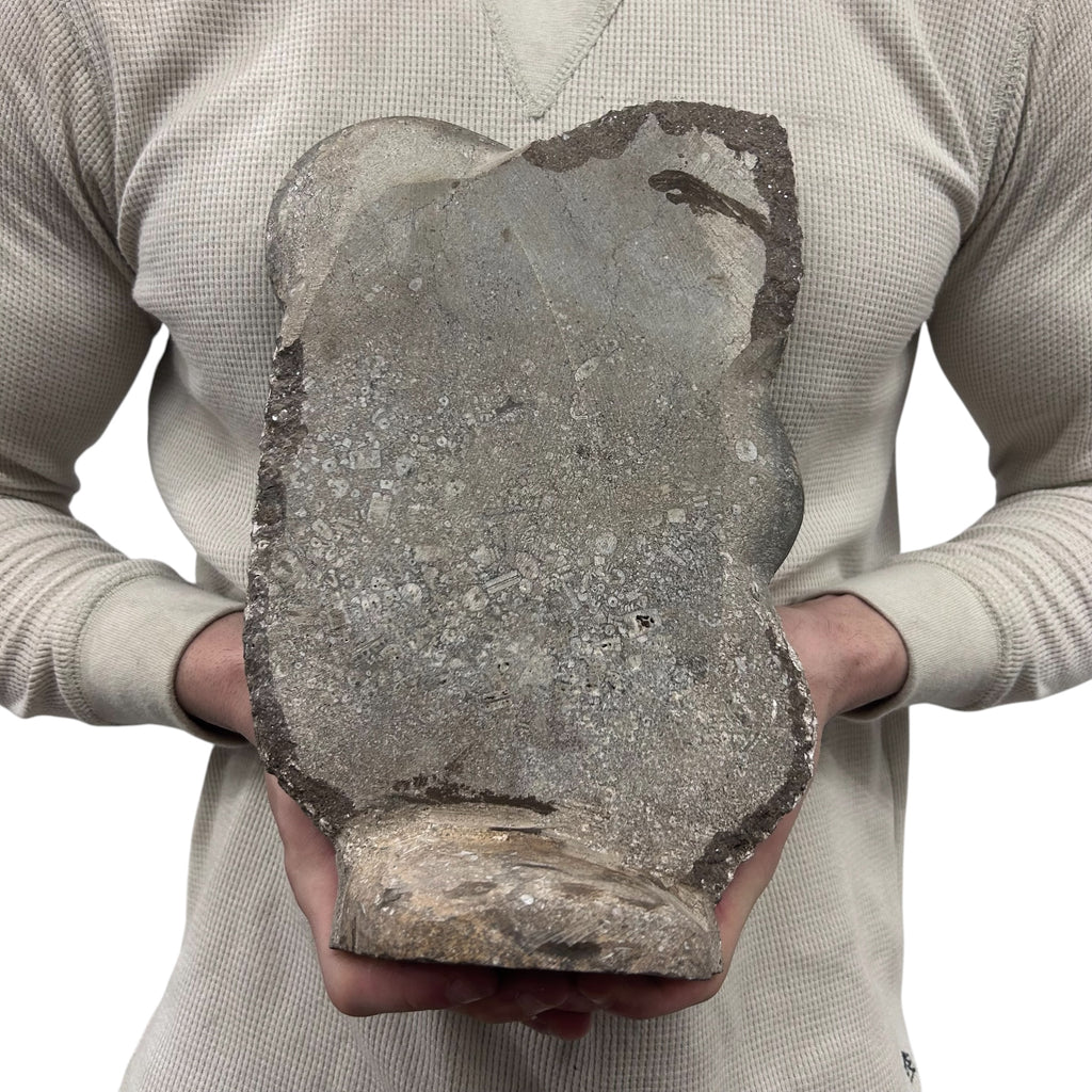 Medium Fossil Orthoceras and Gonatite Slab Plaque Standing Base - Polished Specimen Sculpture 11" 5.32 Lbs.