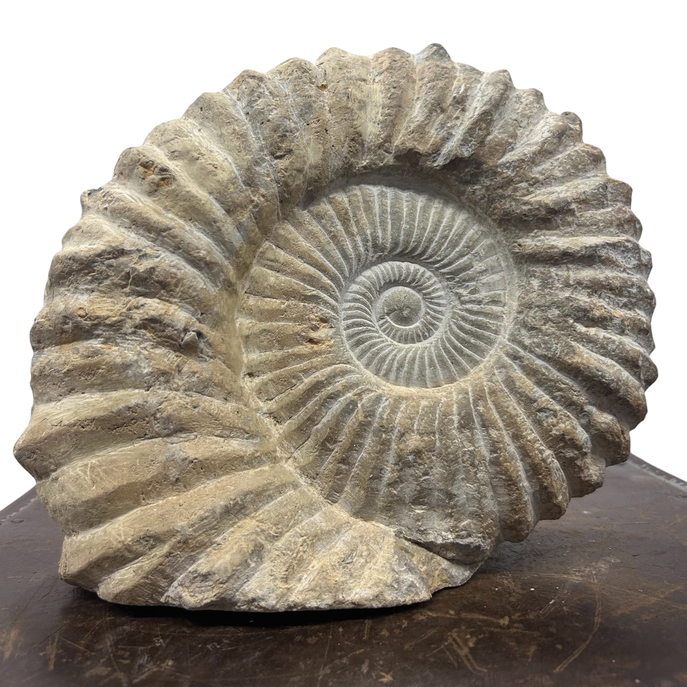 Huge Real Fossilized Authentic Ammonite Cut Base 9” 20.34 lbs | Home or Office Décor