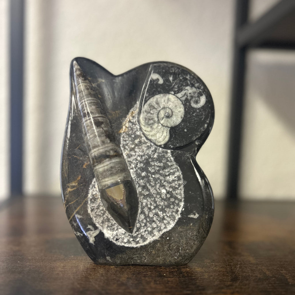 Small Orthoceras and Gontite Fossil Slab Plaque w/ Standing base - Polished Specimen Sculpture 6.25" 1.67 lbs