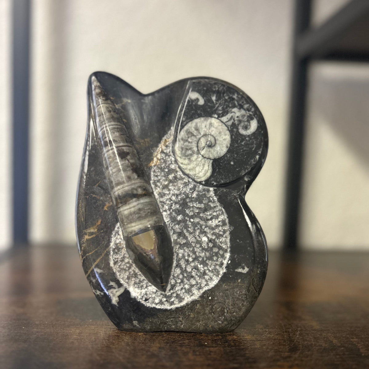 Small Orthoceras and Gontite Fossil Slab Plaque w/ Standing base - Polished Specimen Sculpture 6.25" 1.67 lbs