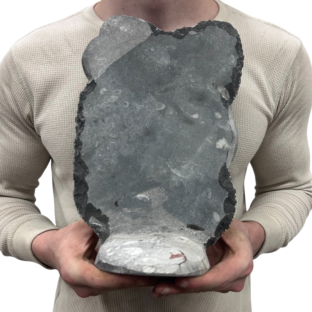 Medium Fossil Orthoceras and Gonatite Slab Plaque Standing Base - Polished Specimen Sculpture 11" 5.32 Lbs.