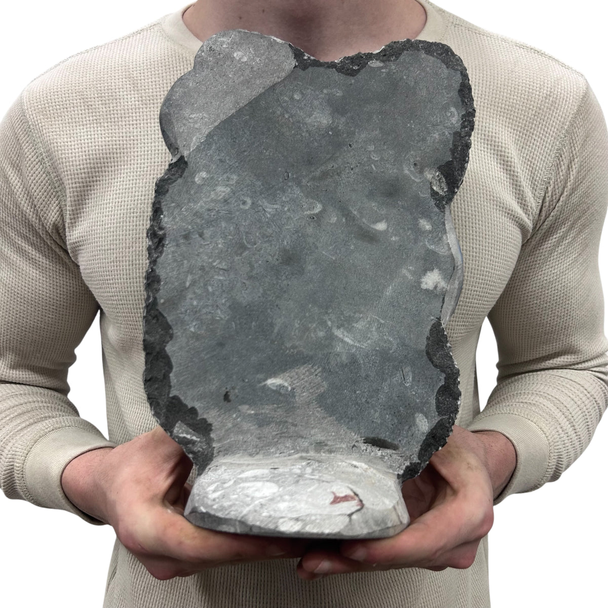 Medium Fossil Orthoceras and Gonatite Slab Plaque Standing Base - Polished Specimen Sculpture 11" 5.32 Lbs.