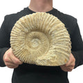 Huge Real Fossilized Authentic Ammonite Cut Base 9” 15.15 lbs | Home or Office Décor