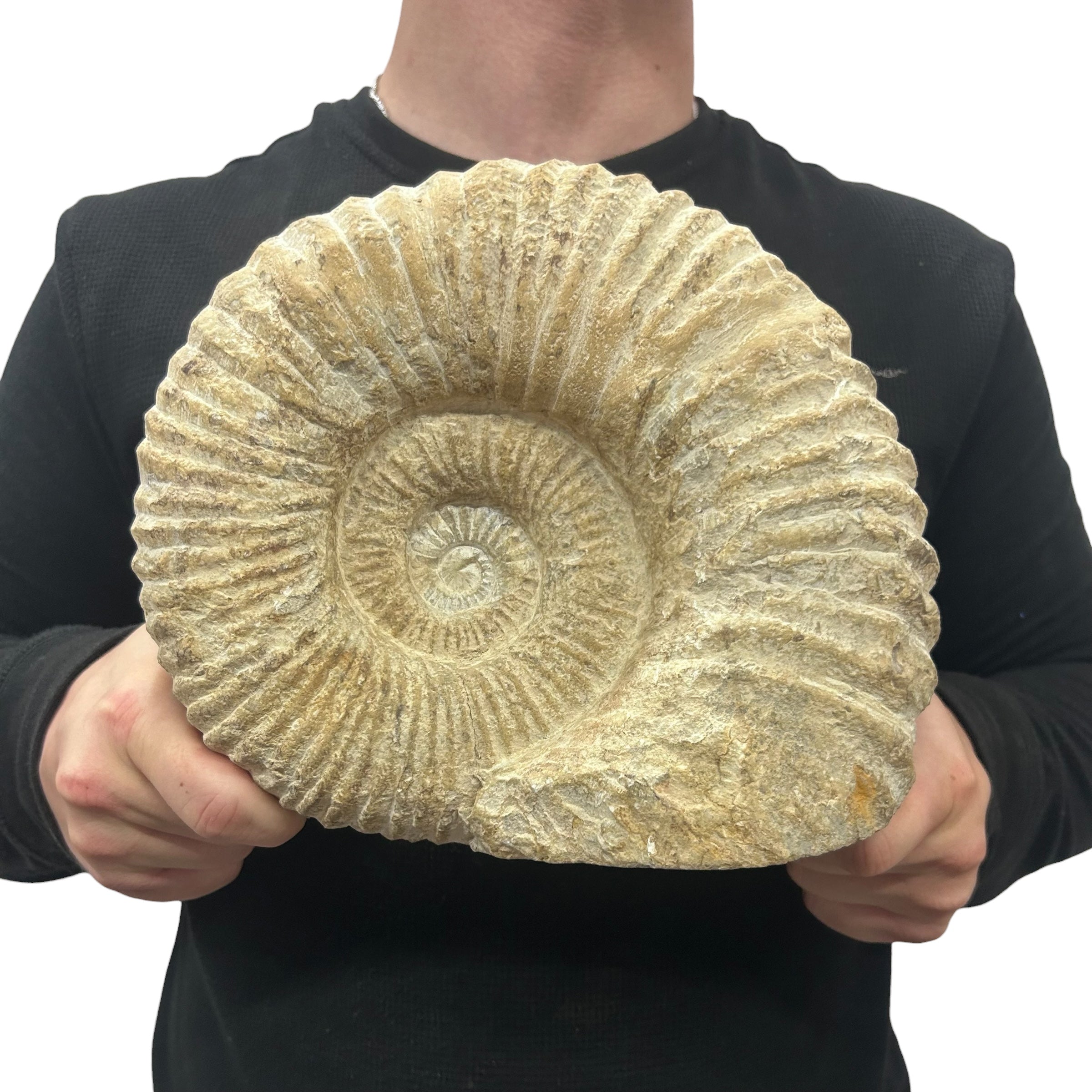 Huge Real Fossilized Authentic Ammonite Cut Base 9” 15.15 lbs | Home or Office Décor