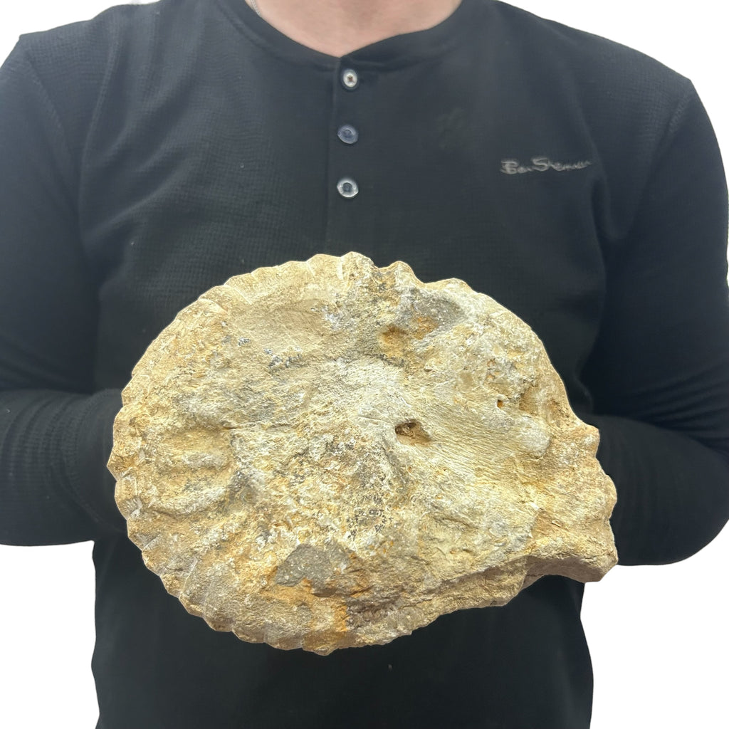 Real Fossilized Authentic Ammonite 7” 5.40 lbs | Home or Office Décor