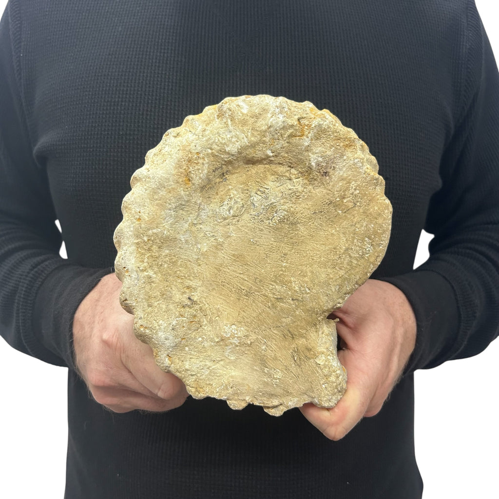 Real Fossilized Authentic Ammonite 6.75” 4.80 lbs | Home or Office Décor