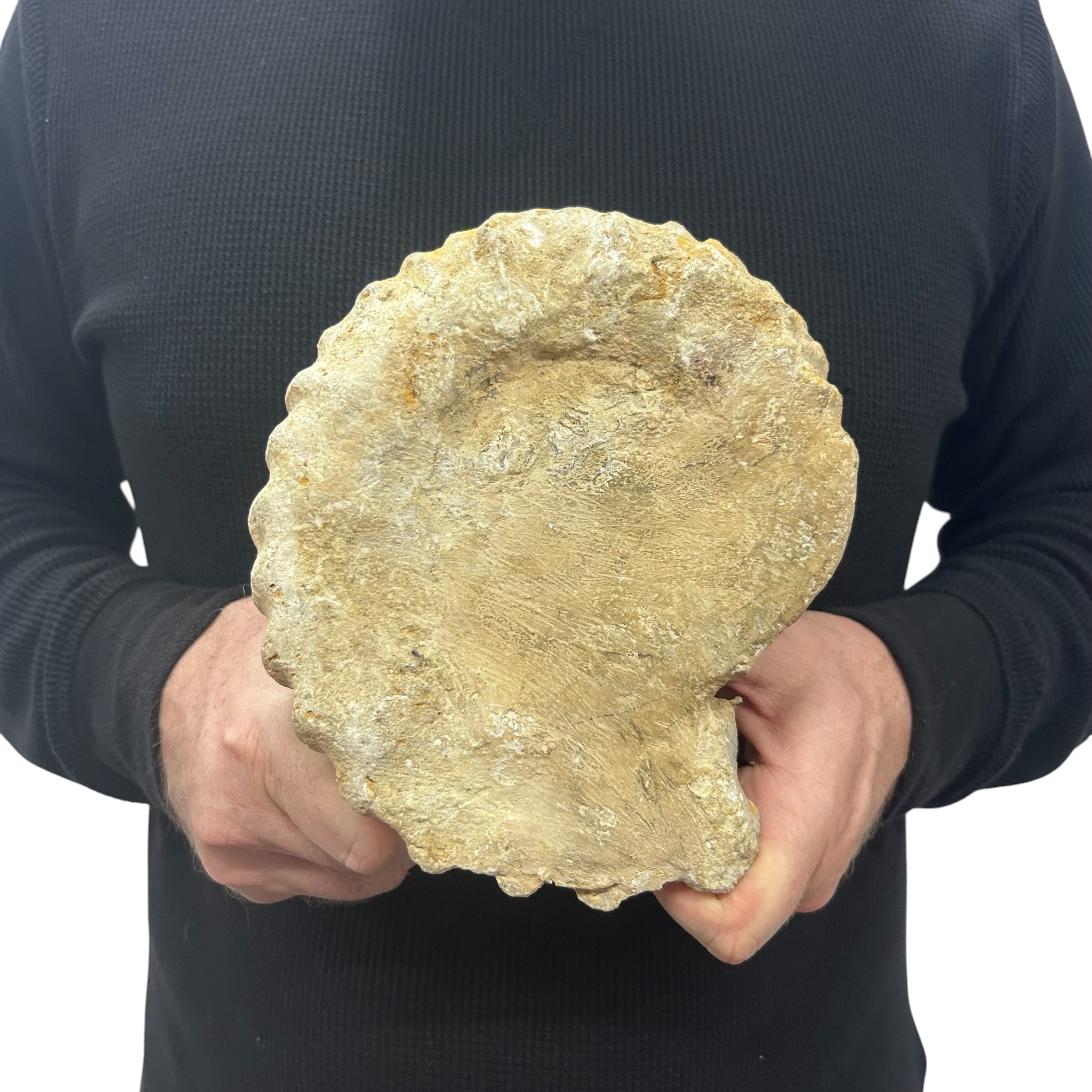 Real Fossilized Authentic Ammonite 6.75” 4.80 lbs | Home or Office Décor