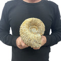 Real Fossilized Authentic Ammonite 7” 6.05 lbs | Home or Office Décor