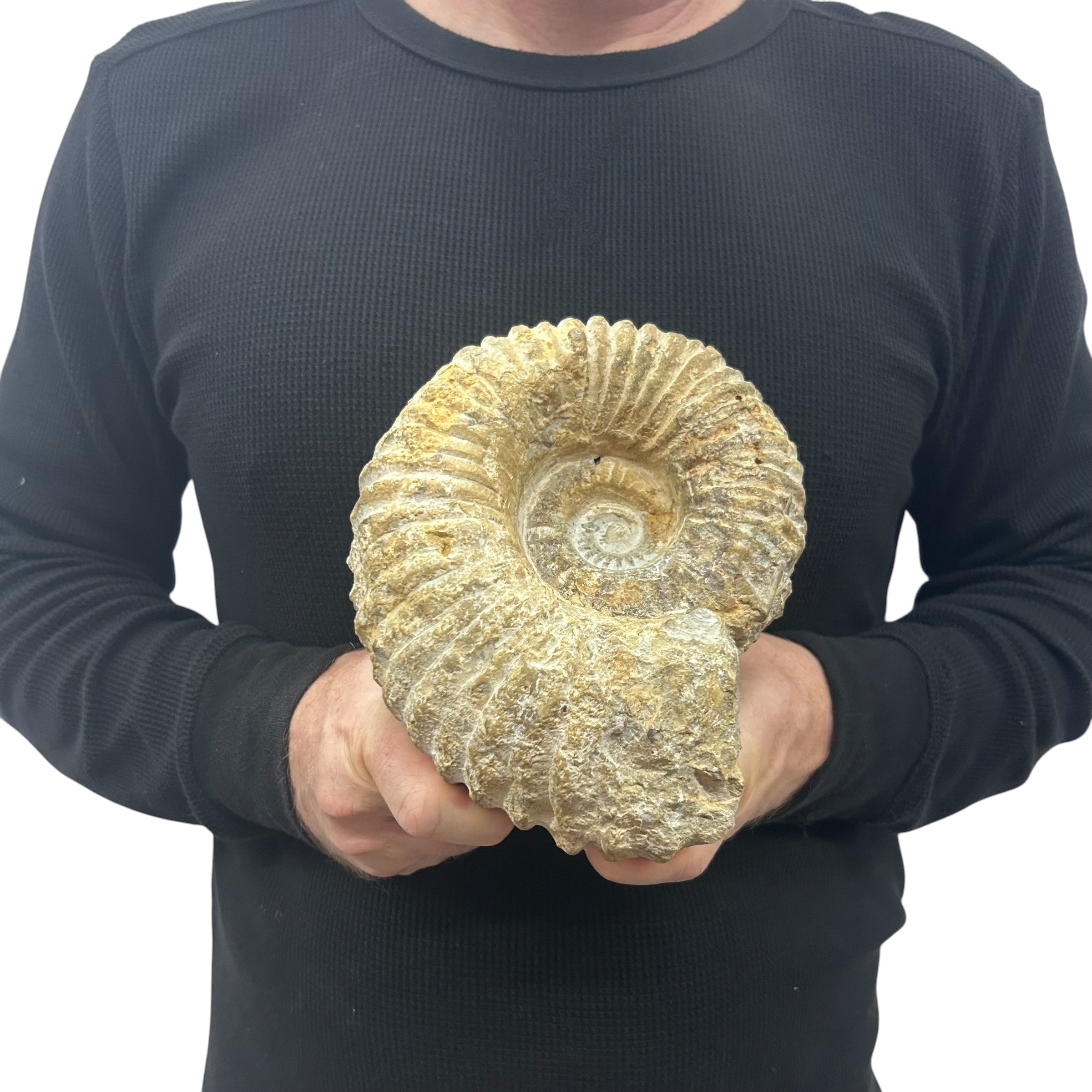 Real Fossilized Authentic Ammonite 7” 6.05 lbs | Home or Office Décor