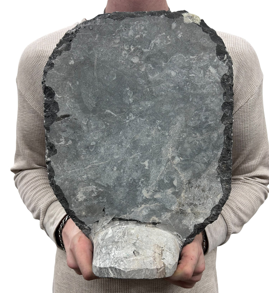 Large Ammonite Fossil Sculpture- Polished Specimen Standing Sculpture Cut Base Decor 14"