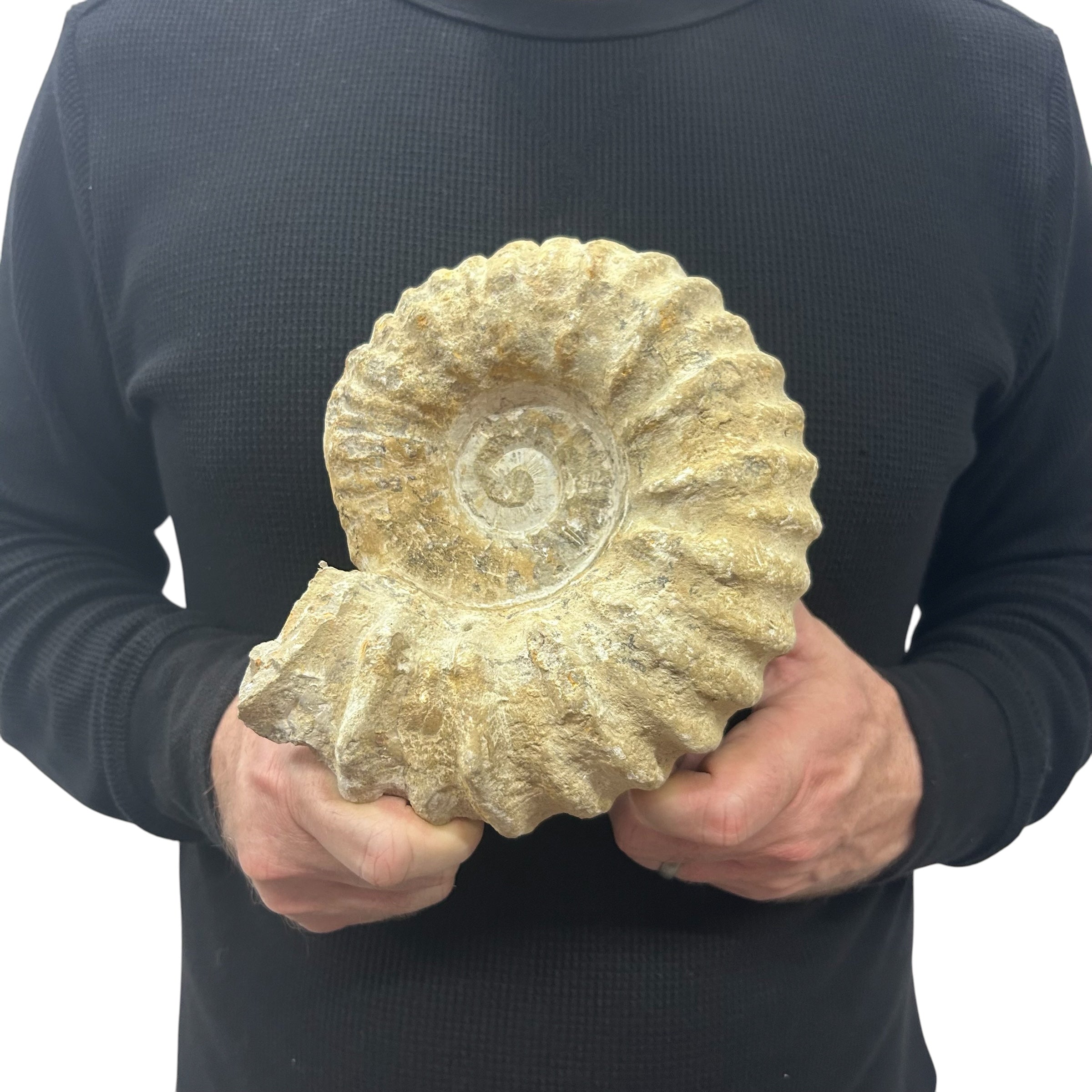 Real Fossilized Authentic Ammonite 6.75” 4.80 lbs | Home or Office Décor