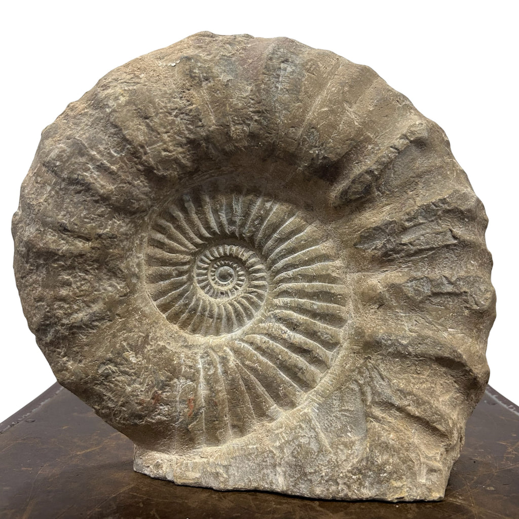 Huge Real Fossilized Authentic Ammonite Cut Base 10.25” 15.38 lbs | Home or Office Décor