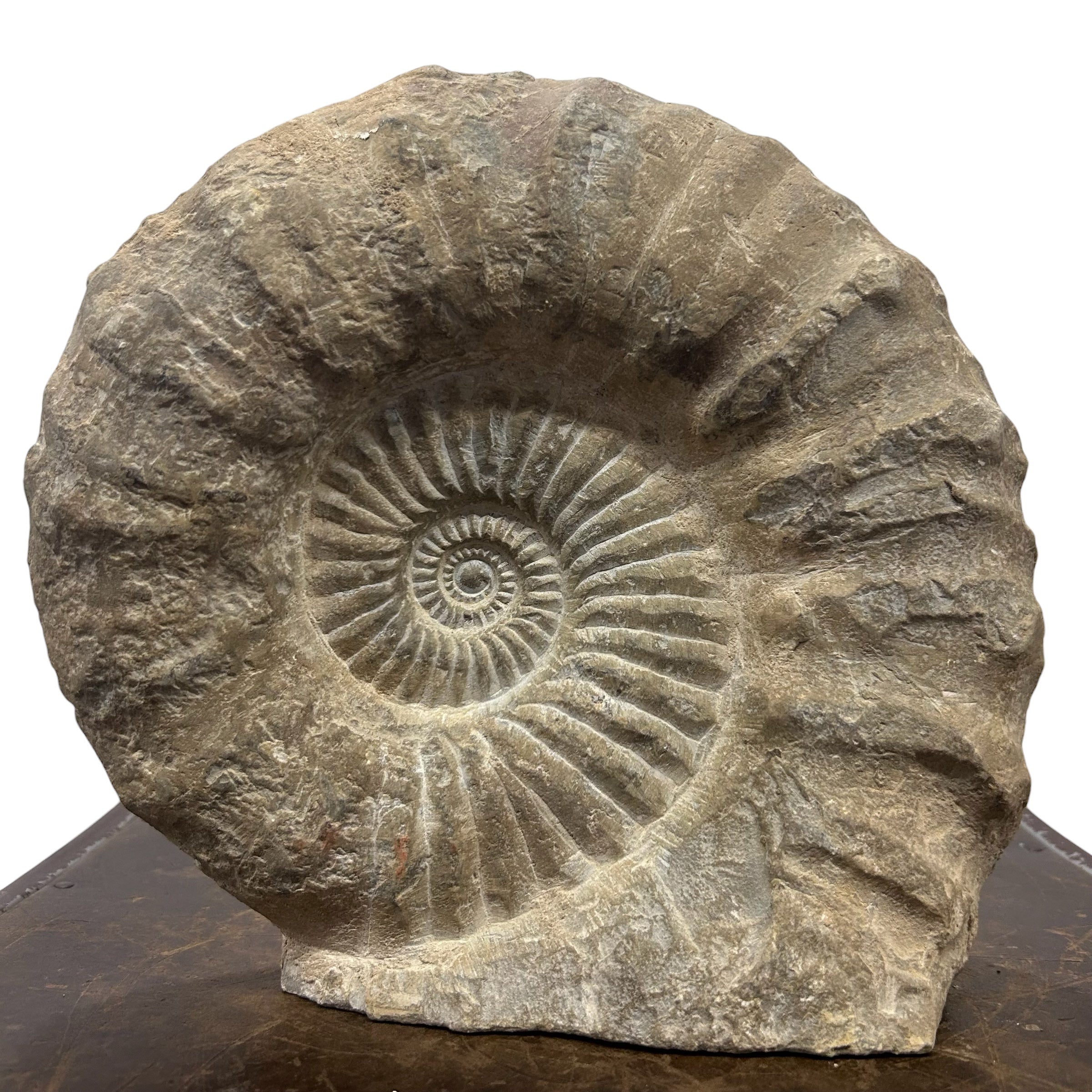 Huge Real Fossilized Authentic Ammonite Cut Base 10.25” 15.38 lbs | Home or Office Décor