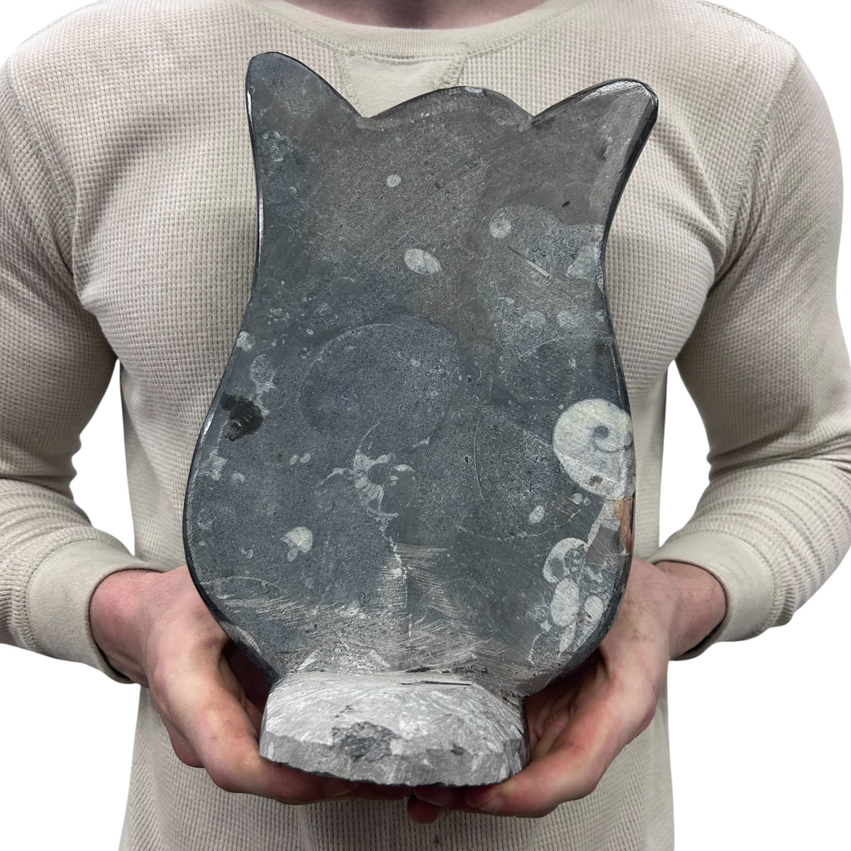 Medium Fossil Orthoceras and Gonatite Slab Plaque Standing Base - Polished Specimen Sculpture 11" 5.32 Lbs.