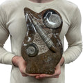 Medium Fossil Orthoceras and Gonatite Slab Plaque Standing Base - Polished Specimen Sculpture 11" 5.32 Lbs.