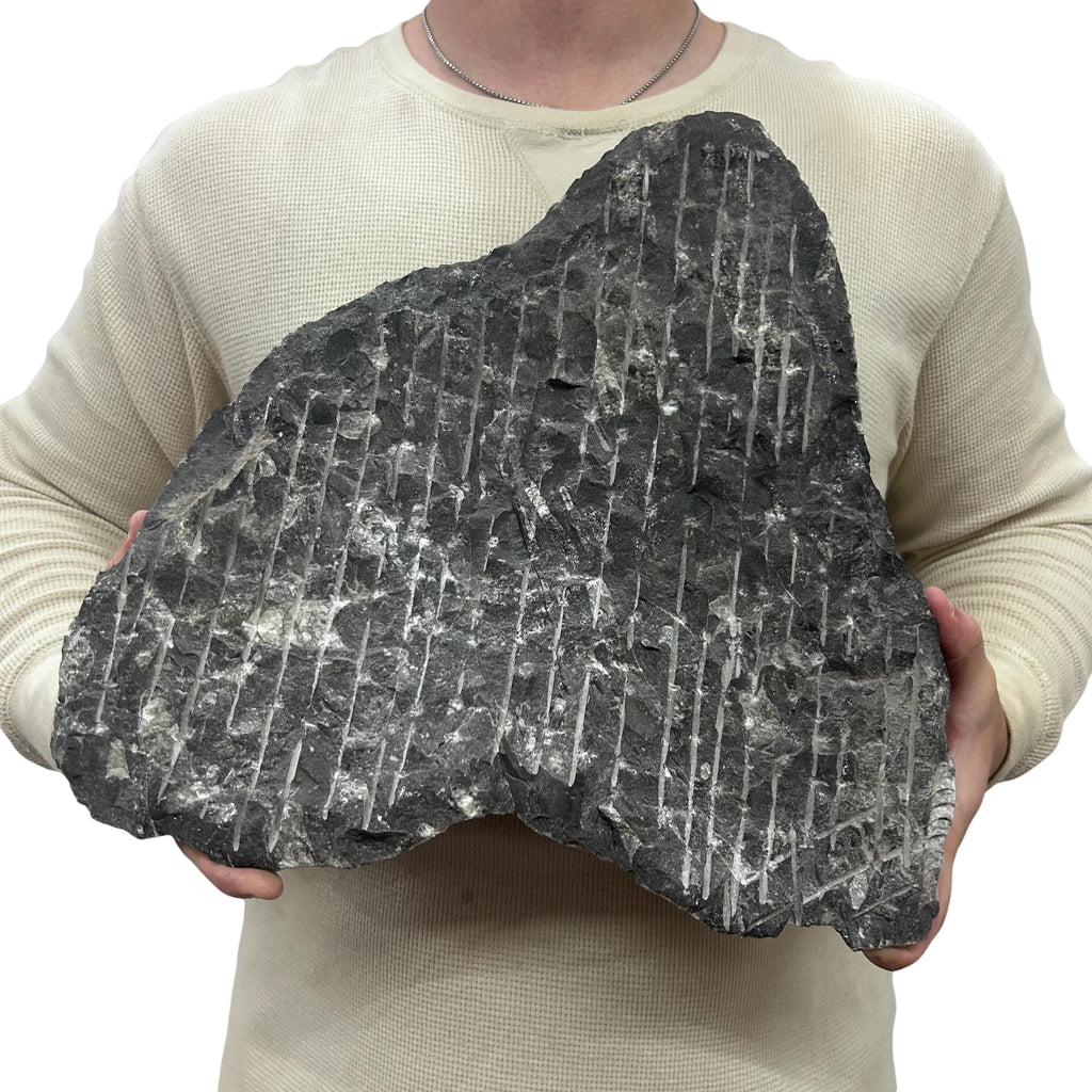 Large Fossil Orthoceras Plaque | Polished Specimen Sculpture 14.25" 18.55 lbs | Home Office Décor