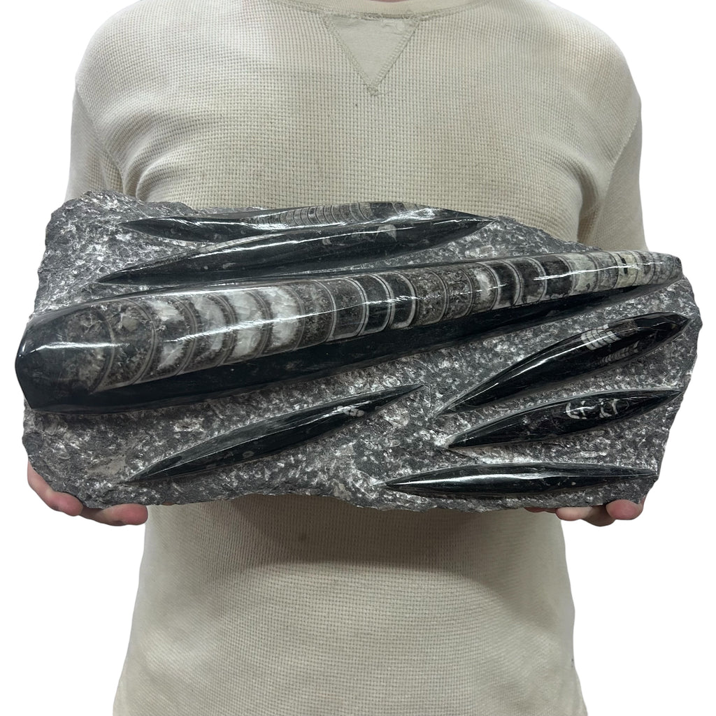 Large Fossil Orthoceras Plaque | Polished Specimen Sculpture 16" 15.50 lbs | Home Office Décor