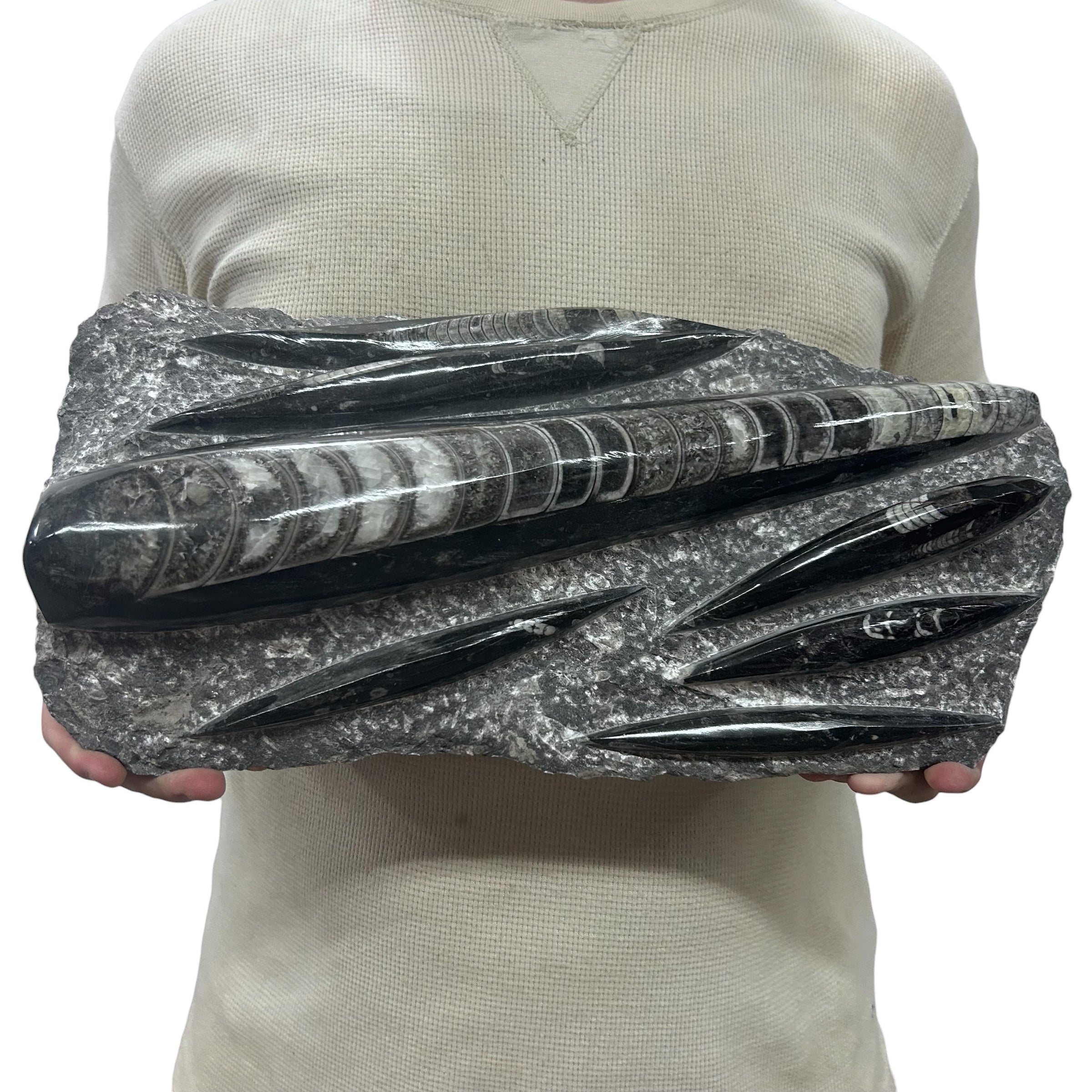 Large Fossil Orthoceras Plaque | Polished Specimen Sculpture 16" 15.50 lbs | Home Office Décor