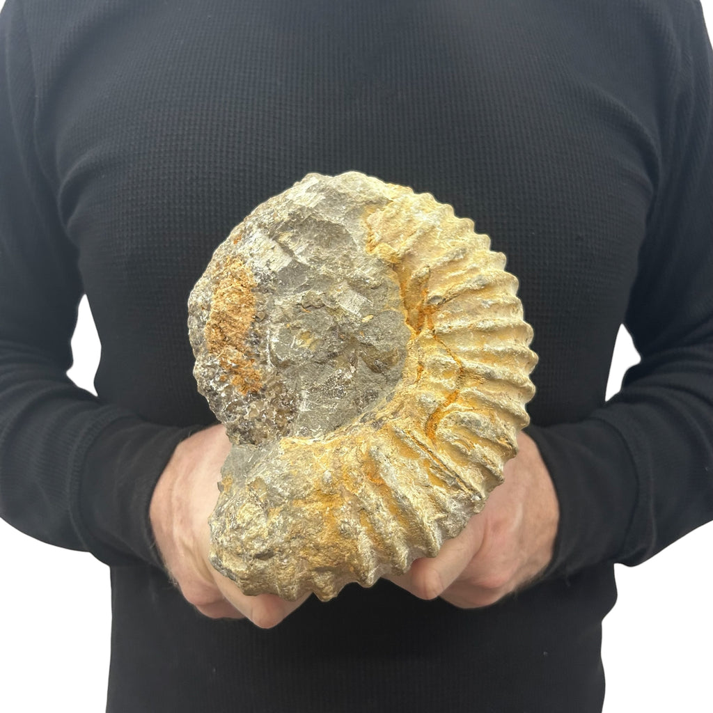 Real Fossilized Authentic Ammonite 7” 6.05 lbs | Home or Office Décor