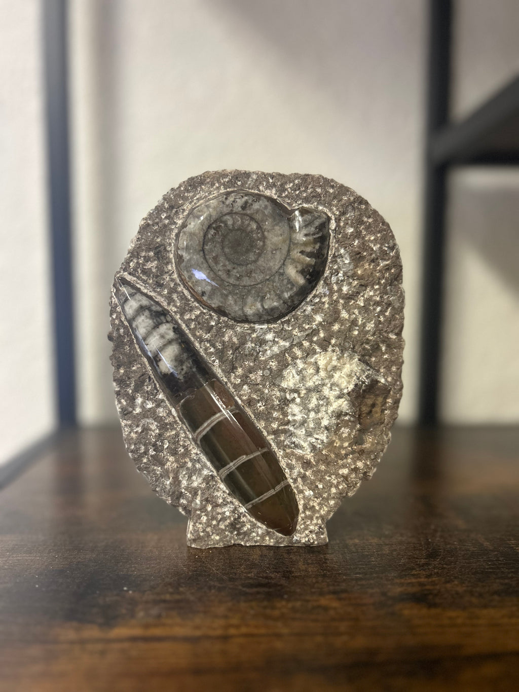 Small Orthoceras and Gontite Fossil Slab Plaque w/ Standing base - Polished Specimen Sculpture 6.25" 1.67 lbs