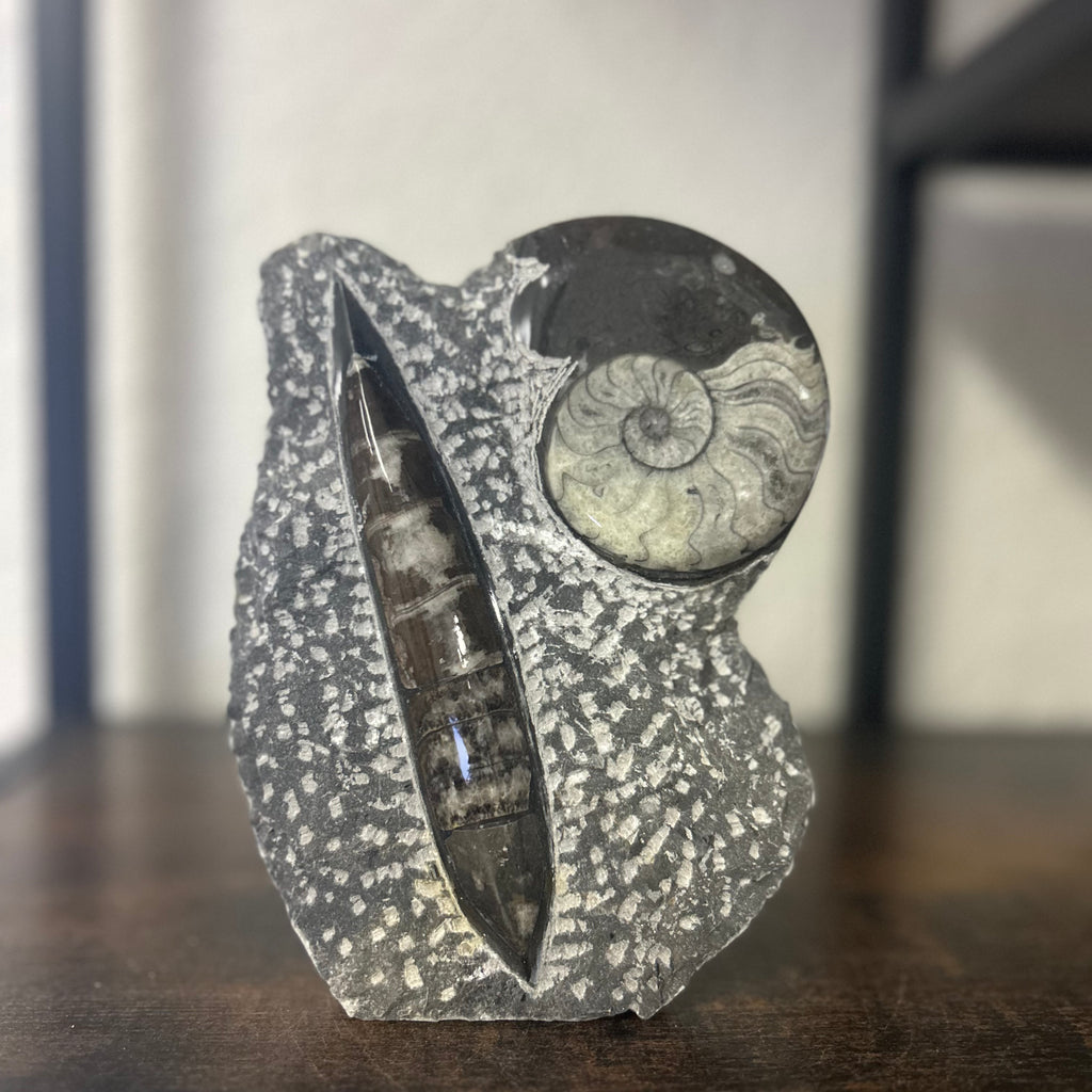 Small Orthoceras and Gontite Fossil Slab Plaque w/ Standing base - Polished Specimen Sculpture 6.25" 1.67 lbs