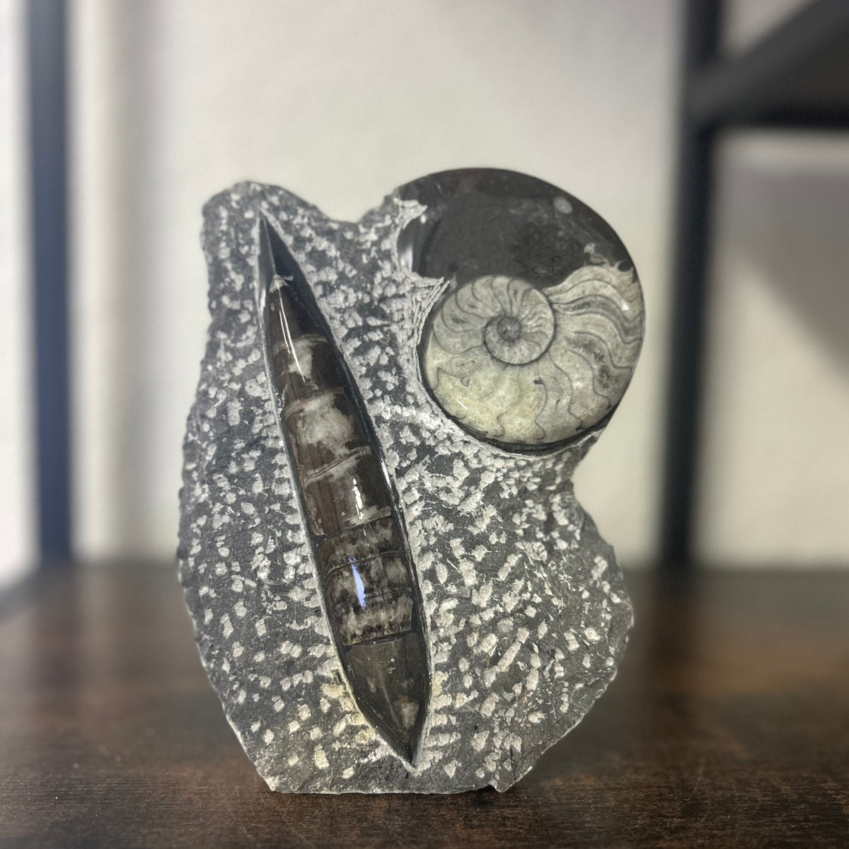 Small Orthoceras and Gontite Fossil Slab Plaque w/ Standing base - Polished Specimen Sculpture 6.25" 1.67 lbs