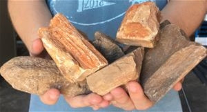 Natural Raw Petrified Wood Stone Bulk Pack - 30 Pieces
