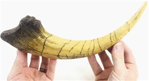 Megaraptor Dinosaur Claw Replica