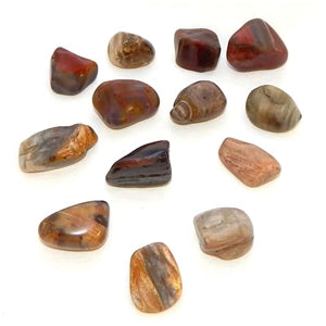 Tumbled Petrified Wood Mineral Rock w/ Bag & Tag