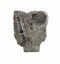 Ammonite Fossil Sculpture Piece 6.5" Office Home Decor