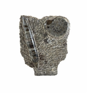 Ammonite Fossil Sculpture Piece 6.5" Office Home Decor