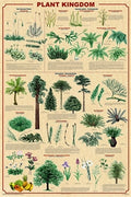 Plant Kingdom Poster Laminated