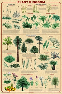 Plant Kingdom Poster Laminated