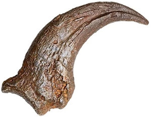 Anzu (Chirostenotes/Caenagnathid) Hand Claw Fossilized Replica