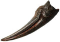 Struthiomimus sp. LG Hand Claw Fossilized Replica