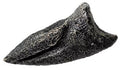 Ornithomimus sp. Foot Claw Fossilized Replica