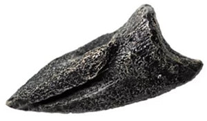 Ornithomimus sp. Foot Claw Fossilized Replica