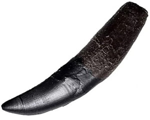 Allosaurus sp. Hand Claw Fossilized Replica