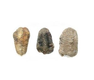 One Calymene Trilobite - 2.5" x 1.75"