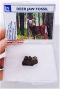 Fossilized Prehistoric Deer Jaw