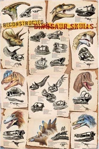 Dinosaur Skulls Reconstructed Poster