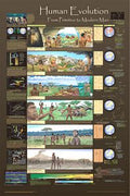Human Evolution Poster - Laminated
