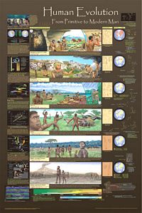 Human Evolution Poster - Laminated