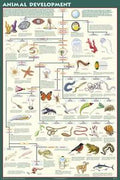 Animal Development (Laminated)
