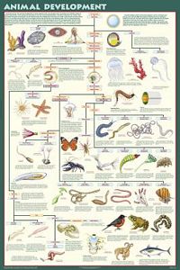 Animal Development (Laminated)