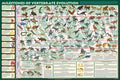 Milestones of Vertebrate Evolution (Laminated)