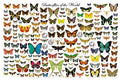 Butterflies of the World Poster (Laminated)
