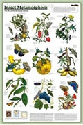 Insect Metamorphism Poster (Laminated)