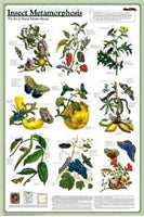 Insect Metamorphism Poster (Laminated)